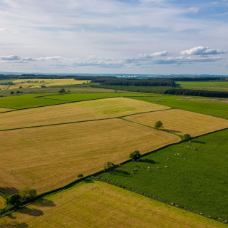 CDVf